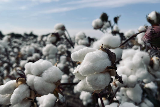 Flizzer setzt bei der Unterwäsche auf Bio-Baumwolle aus kontrolliert biologischen Anbau. Warum? Nachwachsende Naturfaser, geringerer Wasserverbrauch, weniger Düngermittel und Pestizide im Anbau und faire Entlöhnung der Baumwoll-Bauern